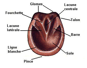 elfo-soins - huile de cade