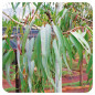 EUCALYPTUS CITRONNE Huile Essentielle BIO EUCALYPTUS CITRONNE Huile Essentielle BIO