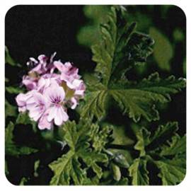 GERANIUM EGYPTE Huile Essentielle