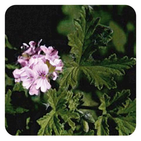 GERANIUM EGYPTE  Huile Essentielle Antibacterienne Tonique Cutanée