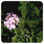 GERANIUM EGYPTE Huile Essentielle GERANIUM EGYPTE Huile Essentielle