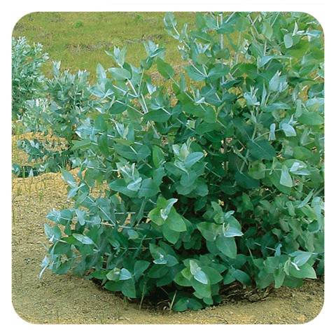 EUCALYPTUS GLOBULEUX Huile Essentielle  Pranarom Dermites Problèmes respiratoires