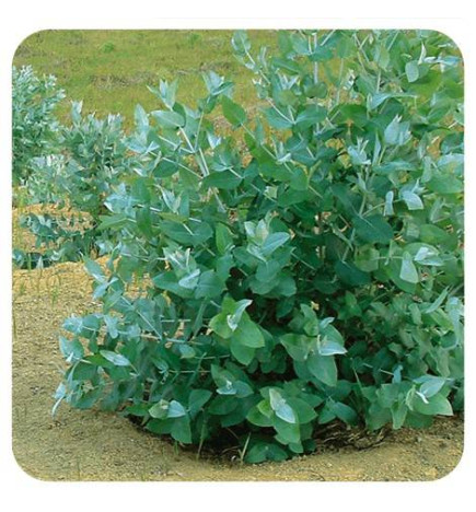EUCALYPTUS GLOBULEUX Huile Essentielle
