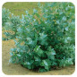 EUCALYPTUS GLOBULEUX Huile Essentielle