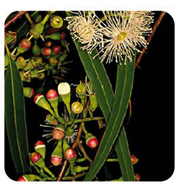 EUCALYPTUS RADIÉ BIO Huile essentielle