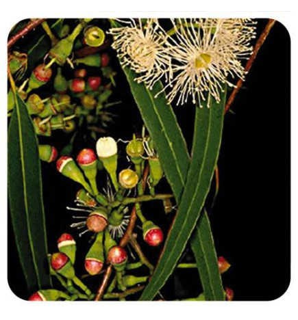 EUCALYPTUS RADIÉ BIO Huile essentielle