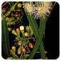 EUCALYPTUS RADIÉ BIO Huile essentielle Pranarom 10 ml EUCALYPTUS RADIÉ BIO Huile essentielle Pranarom 10 ml