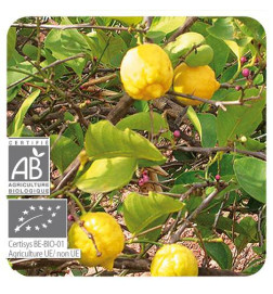 CITRONNIER BIO Huile Essentielle