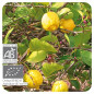 CITRONNIER BIO Huile Essentielle CITRONNIER BIO Huile Essentielle
