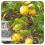 CITRON BIO Huile Essentielle