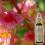 FLEUR DE BACH 25 MARRONIER ROUGE