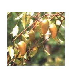 GRIFFONIA  IPHYM Régulateur d'appétit