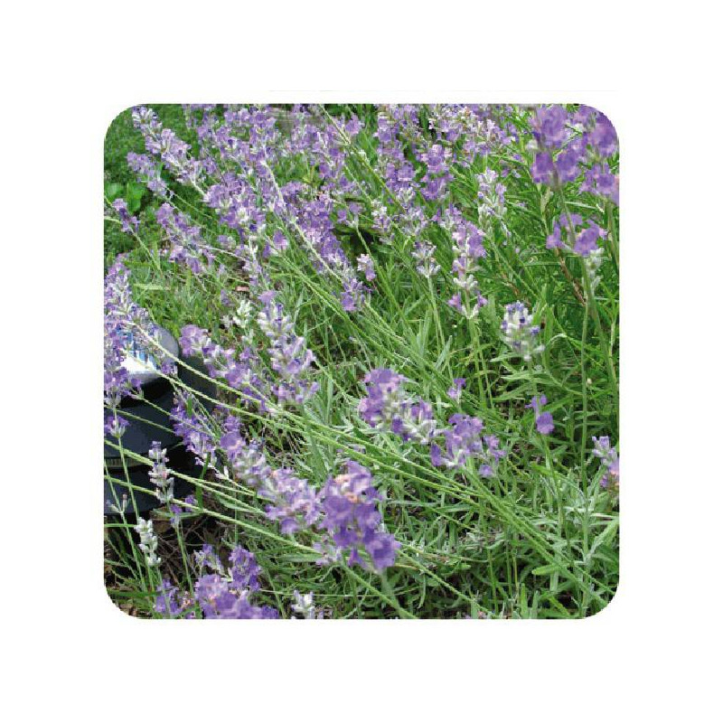 LAVANDE FLEUR ENTIERE IPHYM 50g LAVANDE FLEUR ENTIERE IPHYM 50g