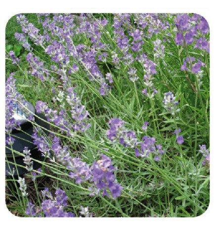 TISANE LAVANDE FLEUR ENTIERE IPHYM VRAC troubles du sommeil