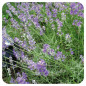 LAVANDE FLEUR ENTIERE IPHYM 50g LAVANDE FLEUR ENTIERE IPHYM 50g