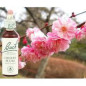 FLEUR DE BACH 6 PRUNUS FLEUR DE BACH 6 PRUNUS