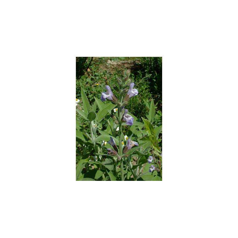 SAUGE IPHYM 50g