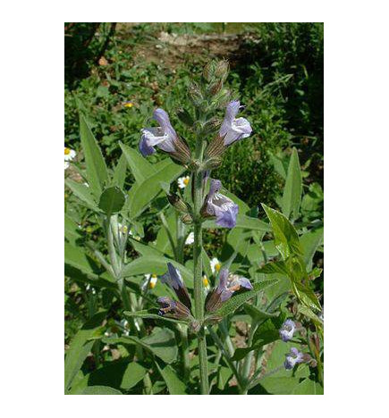 TISANE SAUGE IPHYM digestion