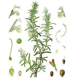 TISANE ROMARIN IPHYM douleurs abdominales