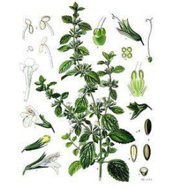 Infusion de mélisse sommeil relaxation tisane naturelle Calmelia