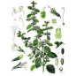 MELISSE FEUILLE IPHYM MELISSE FEUILLE IPHYM