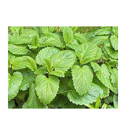 MARQUE VERTE CALMELIA MELISSE FEUILLE 60g