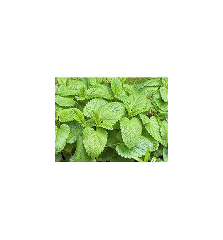 MARQUE VERTE CALMELIA MELISSE FEUILLE 60g