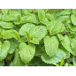 MELISSE FEUILLE IPHYM MELISSE FEUILLE IPHYM