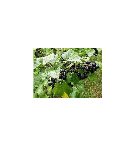 TISANE CASSIS FEUILLE IPHYM