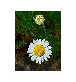 MARQUE VERTE CALMELIA CAMOMILLE FLEUR 50g