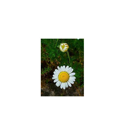 MARQUE VERTE CALMELIA CAMOMILLE FLEUR 50g