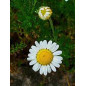 MARQUE VERTE CALMELIA CAMOMILLE FLEUR 50g MARQUE VERTE CALMELIA CAMOMILLE FLEUR 50g