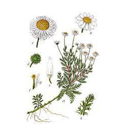 nfusion de camomille digestion tisane naturelle apaisante
