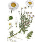 MARQUE VERTE CALMELIA CAMOMILLE FLEUR 50g MARQUE VERTE CALMELIA CAMOMILLE FLEUR 50g