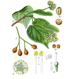 TILLEUL AUBIER IPHYM