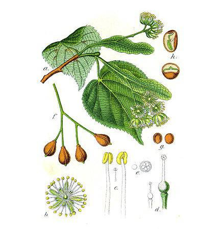 TILLEUL AUBIER IPHYM
