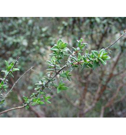 TISANE THYM infections hivernales et digestives