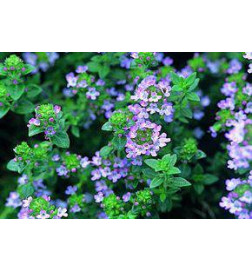 MARQUE VERTE CALMELIA THYM 100g