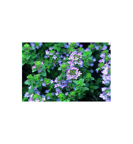 MARQUE VERTE CALMELIA THYM 100g