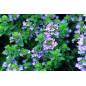 MARQUE VERTE CALMELIA THYM 100g MARQUE VERTE CALMELIA THYM 100g