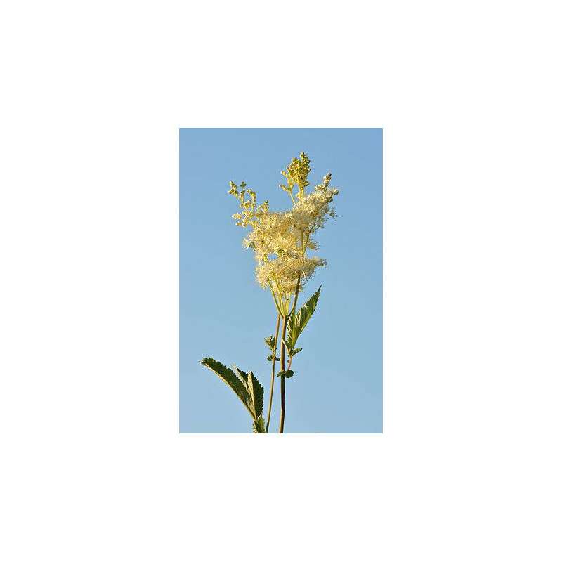 REINE DES PRES IPHYM 50g REINE DES PRES IPHYM 50g