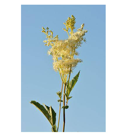 TISANE REINE DES PRES IPHYM douleurs articulaires