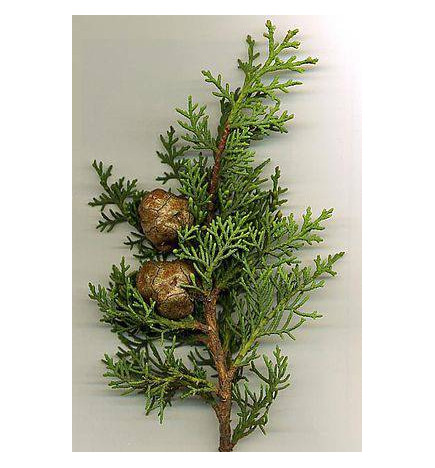 TISANE CYPRES NOIX CONCASSEES jambes lourdes