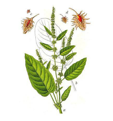 PATIENCE RACINE IPHYM 100g