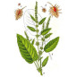 PATIENCE RACINE IPHYM 100g
