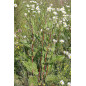 PATIENCE RACINE IPHYM 100g