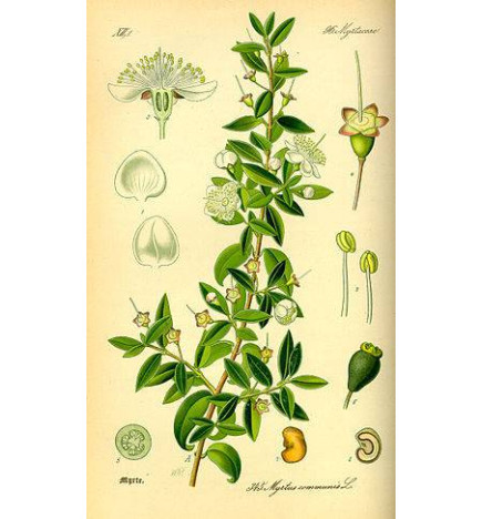 MYRTE FEUILLE ENTIERE IPHYM