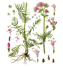 VALERIANE IPHYM 100g
