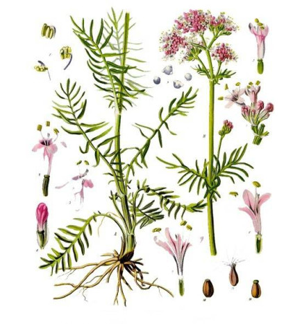 VALERIANE IPHYM 100g