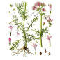 VALERIANE IPHYM 100g VALERIANE IPHYM 100g